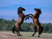 tančící koně.jpg