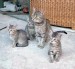 4.gray cats.jpg